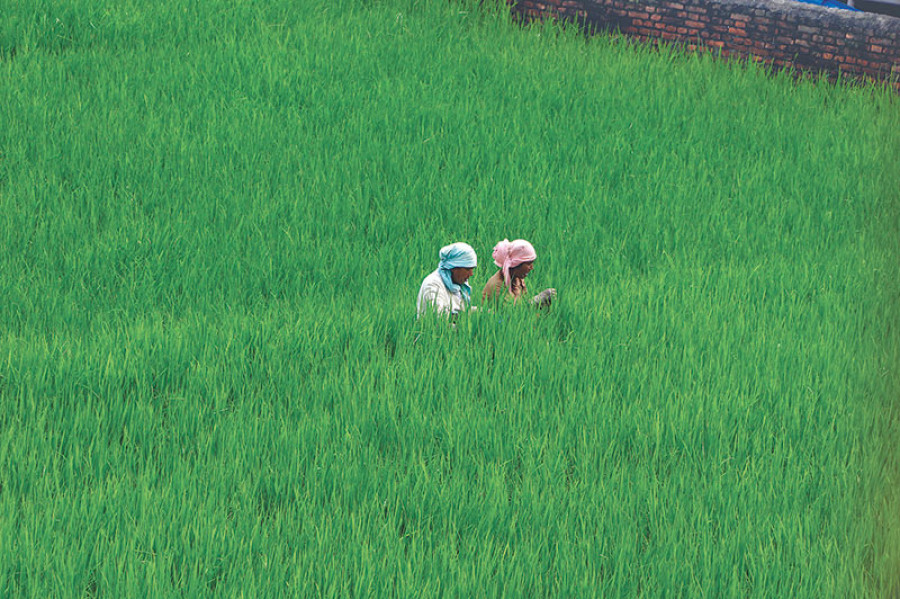 Paddy plantation 90pc complete in Nepal districts