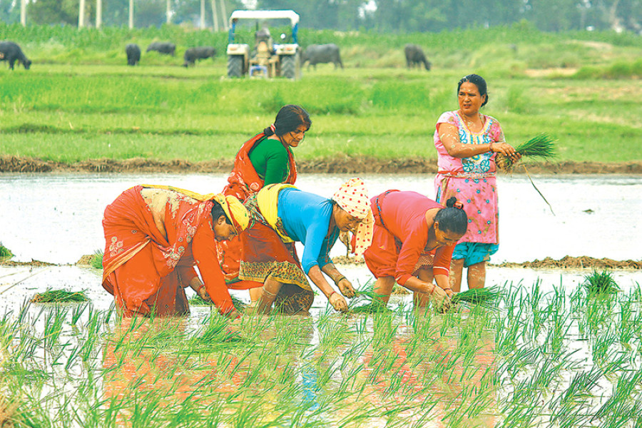 Bumper paddy crop expected this year