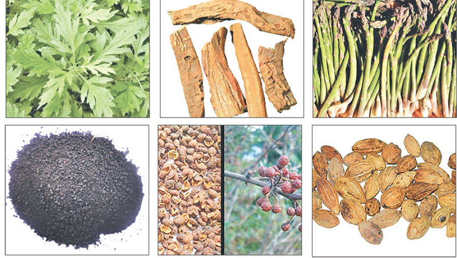 ‘Potential of Nepali herbal products still untapped’