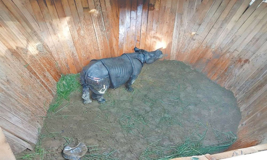 Nepal keen to gift second pair of rhinoceros to China soon