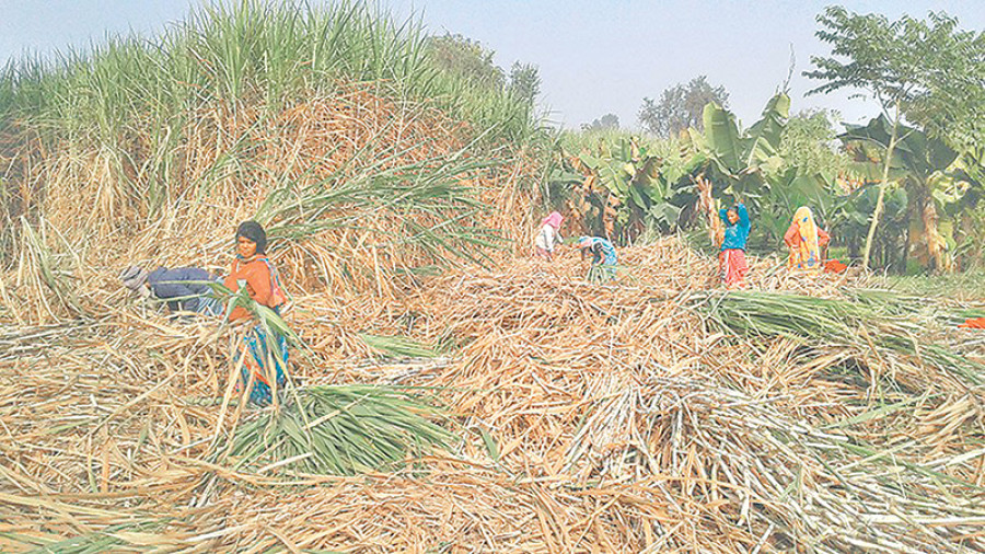Sugar mills told to pay farmers within 5 days