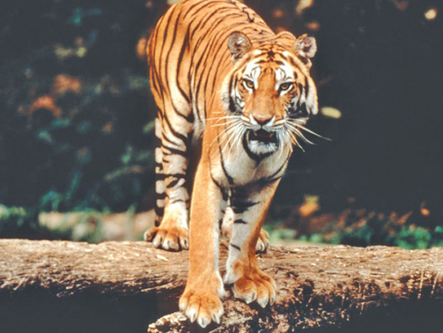 Event marked amid number fears