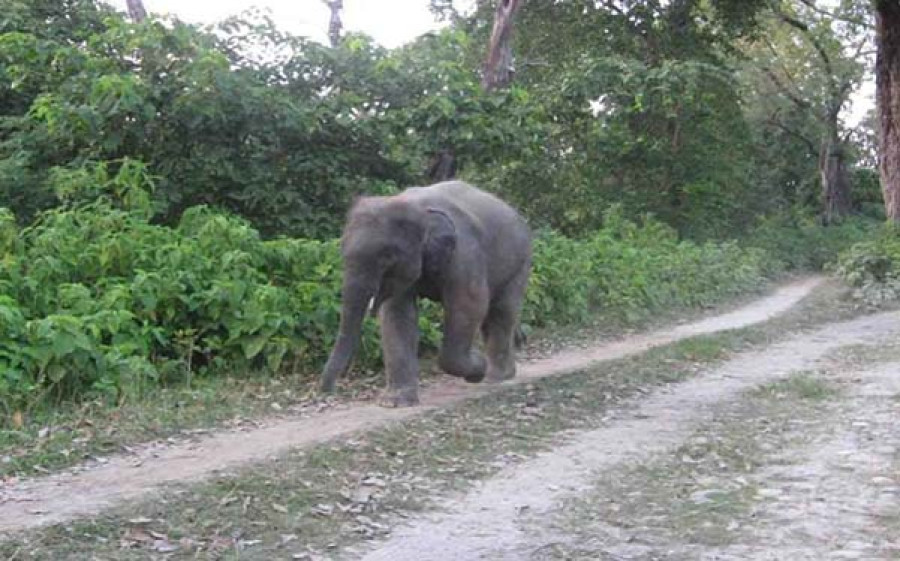 Captive park elephants turn deadly, two caretakers killed in Bardiya in four years