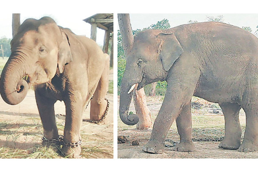 Preparation on to send two elephants to Qatar as gift