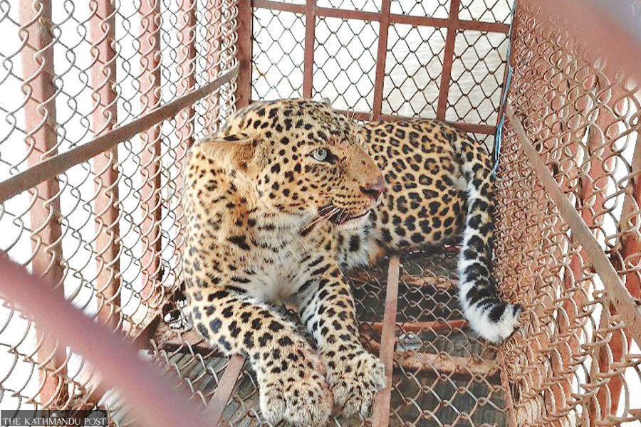 Leopard rescues highlight rising human-wildlife conflict in Nepal’s far west