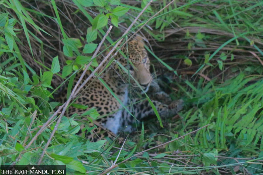 Leopard mauls six-year-old boy in Tanahun