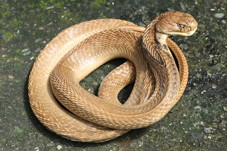 Madhyabindhu District Hospital starts snakebite treatment