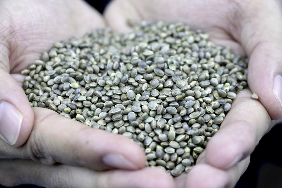 Cashing in on the international hemp wave