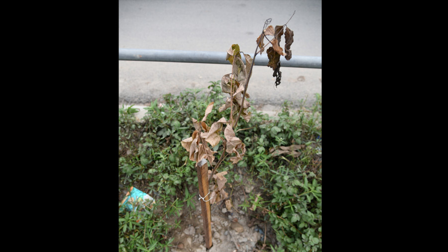 Saplings planted along Kalanki-Koteshwor road are dying for the lack of care