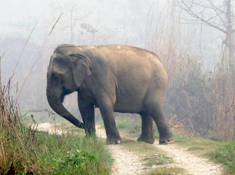 Park elephants run amok in human settlements