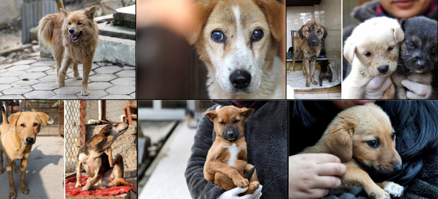 Looking for a canine companion? Here’s one to adopt.