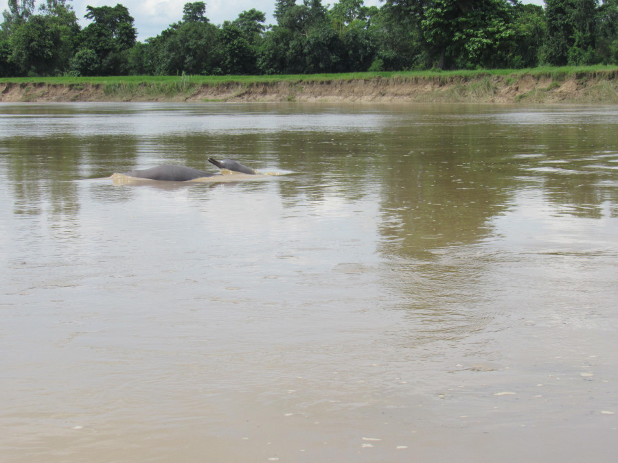 Gangetic river dolphins start to arrive in Kailali rivers