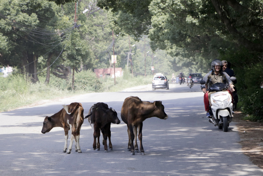 The cow may be Nepal’s national animal but few treat it as such
