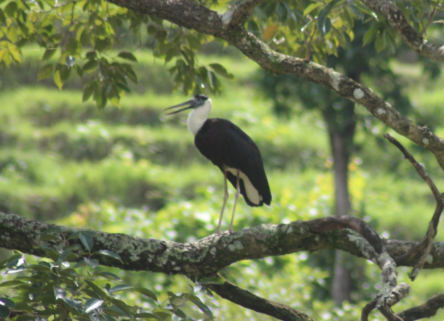 Locals start drive to conserve endangered Asian woolly neck in Dhading
