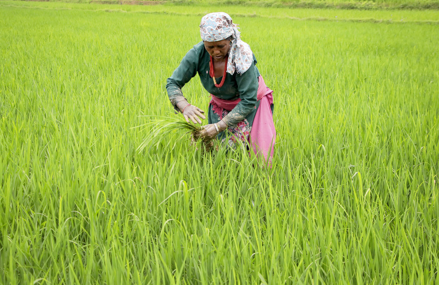 Late monsoon, followed by heavy rains, leads to poor paddy transplantation 