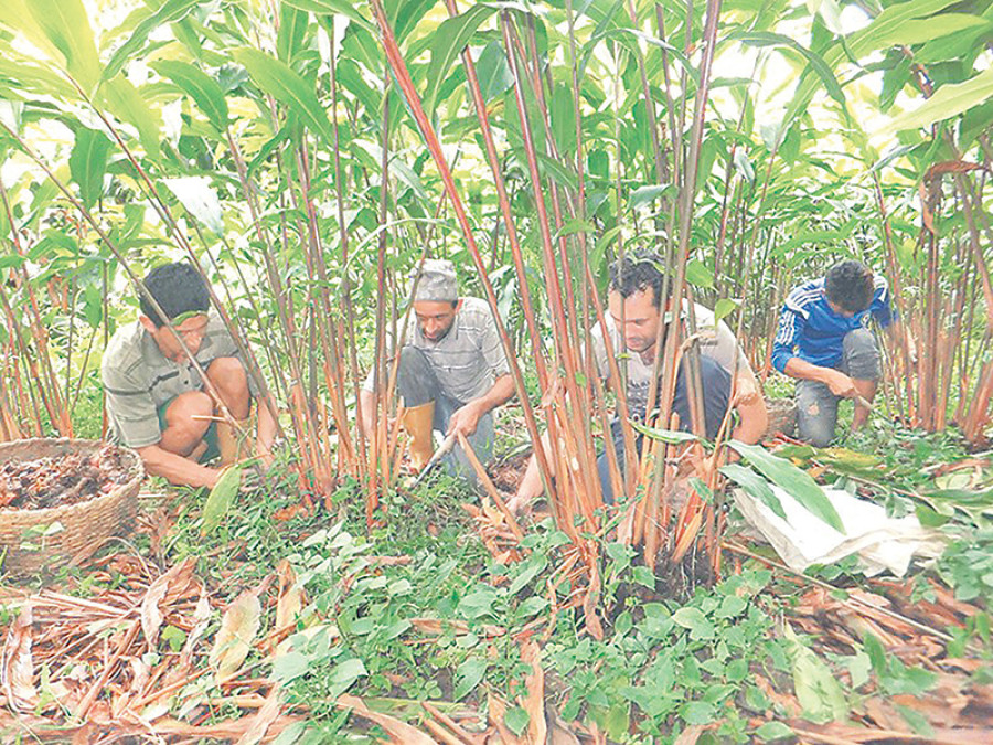 Middlemen taking lion’s share of farmers’ cut in large cardamom trade