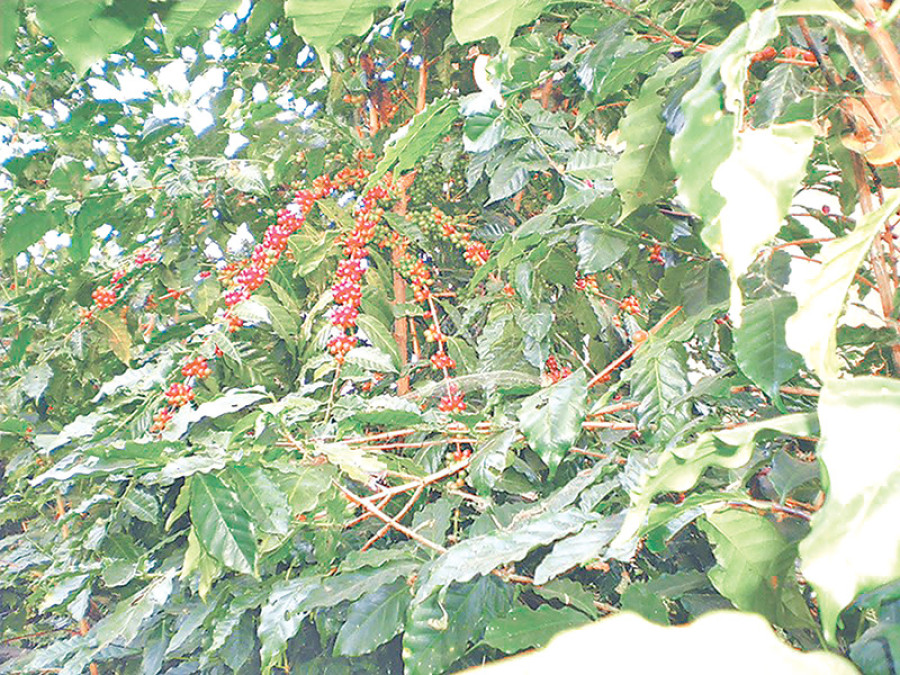 Ground work begins for coffee super zone in five districts