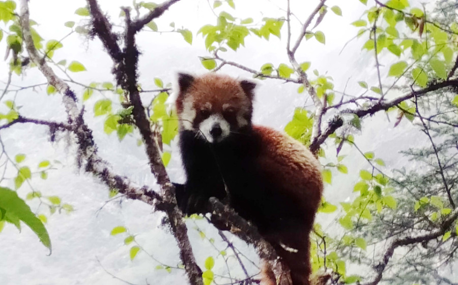 Five red pandas spotted in Langtang National Park