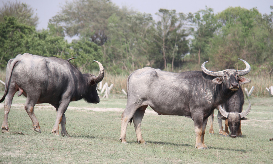 Mysterious deaths of cattle in Koshi reserve ‘not due to Anthrax’