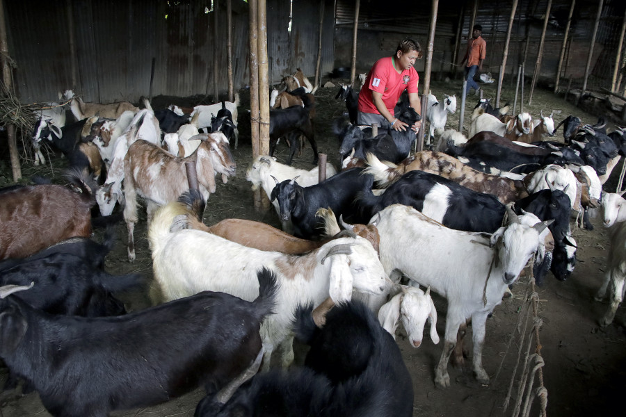 First consignment of imported goats arrives in Kathmandu