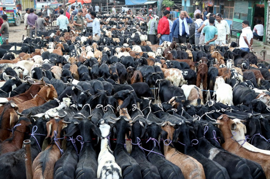 Goat sales plunge 40 percent in Kathmandu during Dashain
