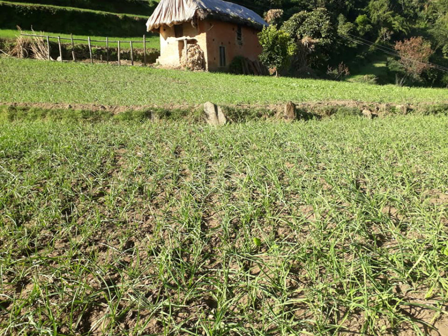 Buoyed by good returns, farmers pick garlic over wheat 