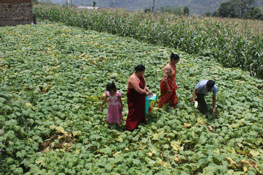 Bad roads and middlemen sapping farmers’ income in Parbat