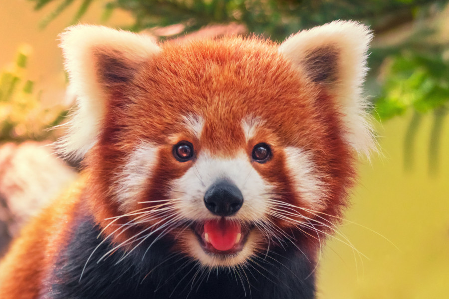 save-the-red-panda-before-it-is-too-late