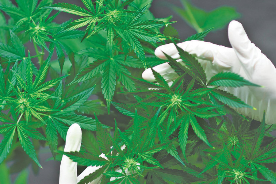 Inside Gandaki’s new cannabis law: Who can grow it, where, and under what rules