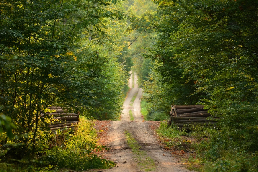 The forbidden forest