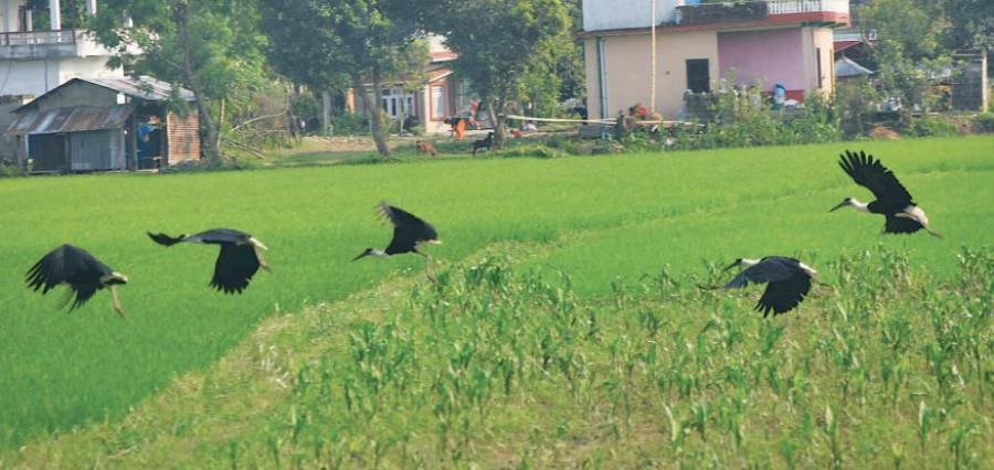 A large flock of endangered Asian woolly neck spotted in eastern Chitwan