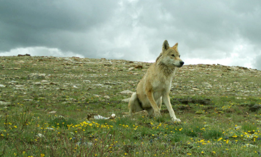 Bezwaar Avonturier naaimachine Himalayan wolf awaits special recognition as subspecies, if not as an  entirely new species