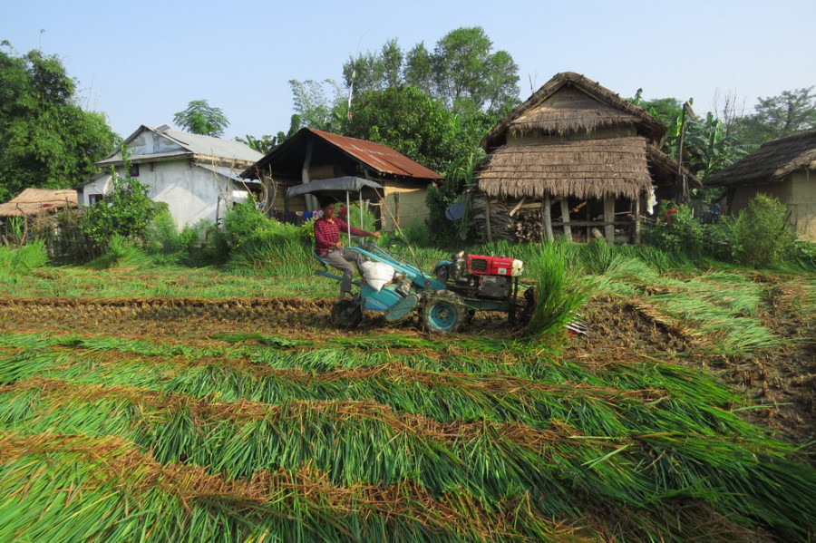 Department fines importer and sellers of fake paddy seeds