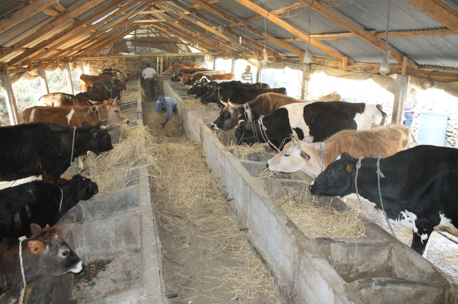 Lockdown results in losses worth Rs 2 billion for dairy sector