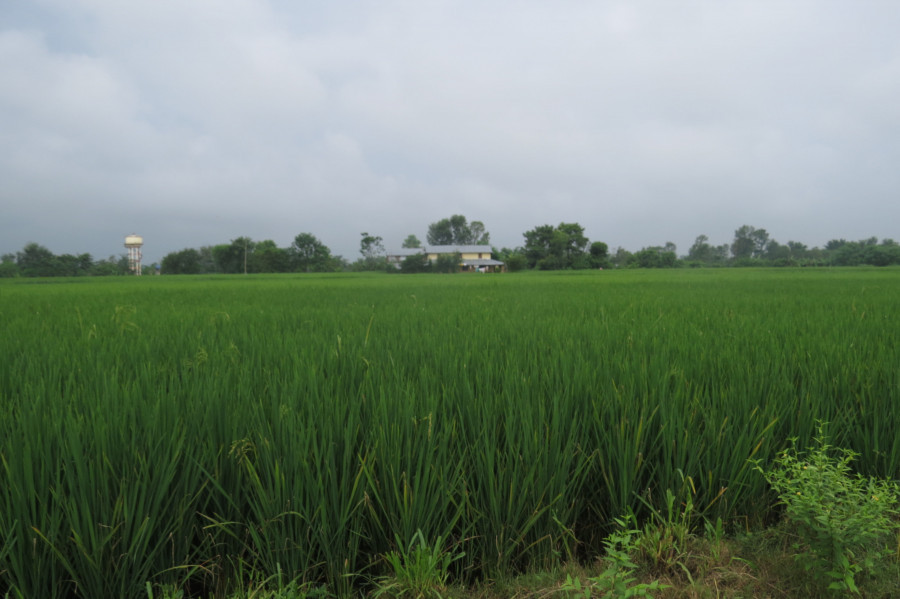 Chitwan farmers finally receive relief money after fake paddy seeds devastate harvest