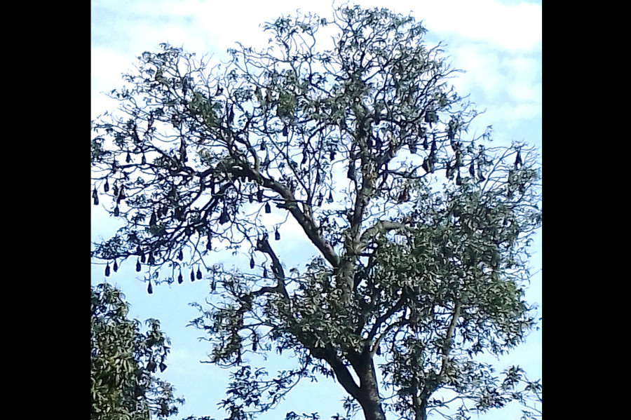 Birgunj locals attempt to save bats