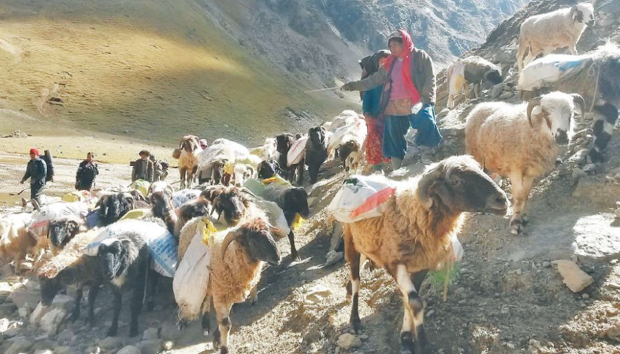 Smuggling of medicinal herbs, wildlife parts rampant via Urai border point in Bajhang