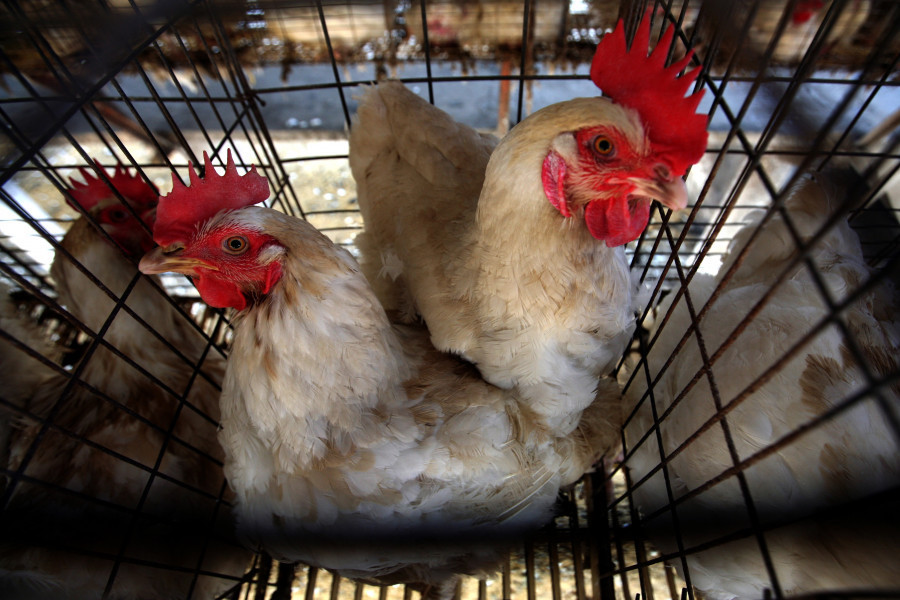 Middlemen are jacking up chicken and egg prices amidst a poultry shortage