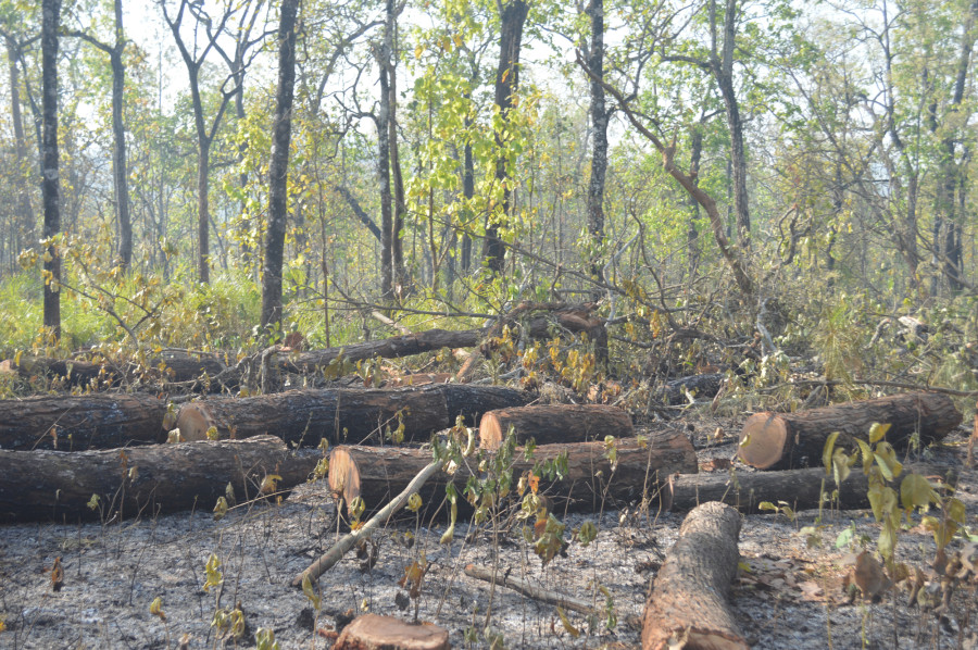Around 150,000 cubic feet timber rotting in community forests