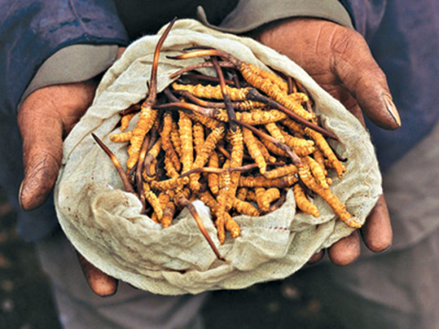 In Mugu, ban on Yarsha collection puts harvesters and entrepreneurs, at loose ends