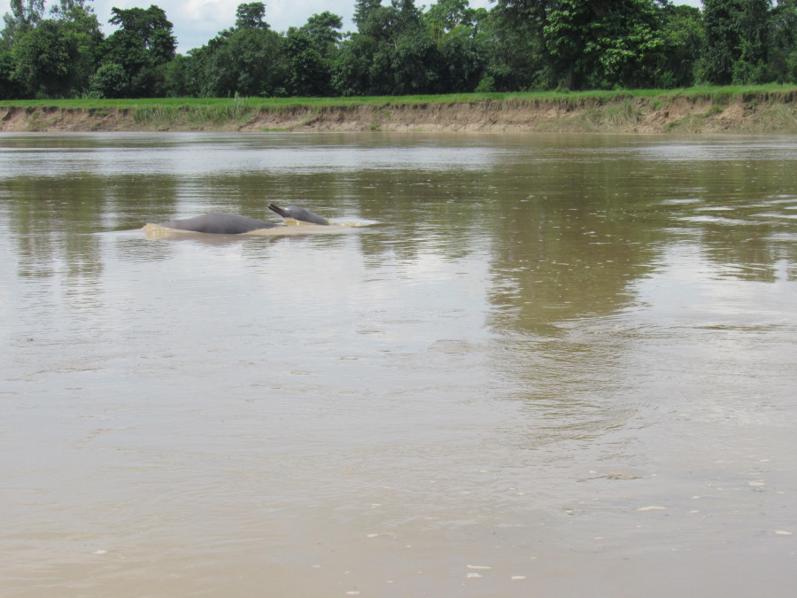 Migratory dolphins return to Nepali waters earlier than usual