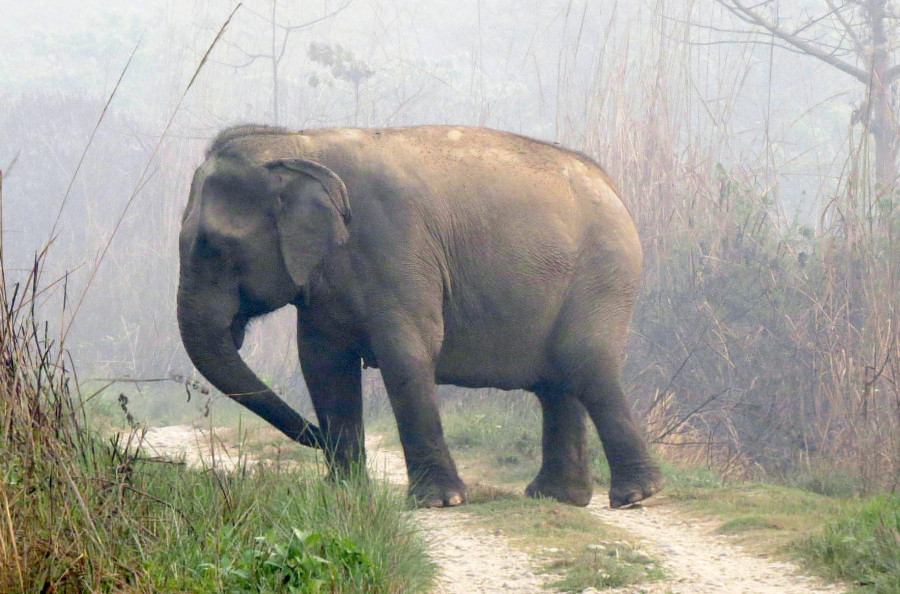 Wild elephants wreak havoc in settlements in Sunsari