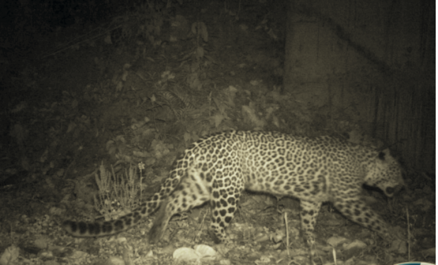 Underpasses along Narayanghat-Muglin section ease wildlife movement, study finds