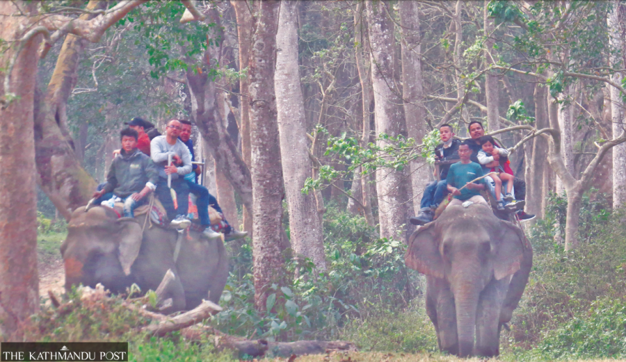 Domestic visitors cheer up Sauraha's tourism industry