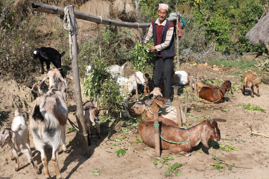 Goat farming flourishes with Nepalis eating more meat