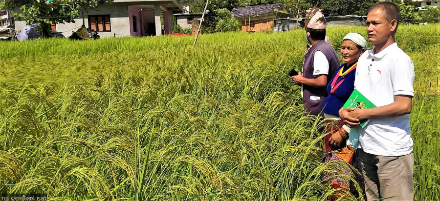 Farmers encouraged to grow basmati rice commercially