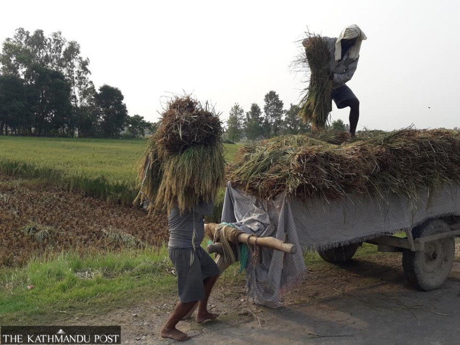 Farmers in Far West Nepal hit by chemical fertiliser shortage