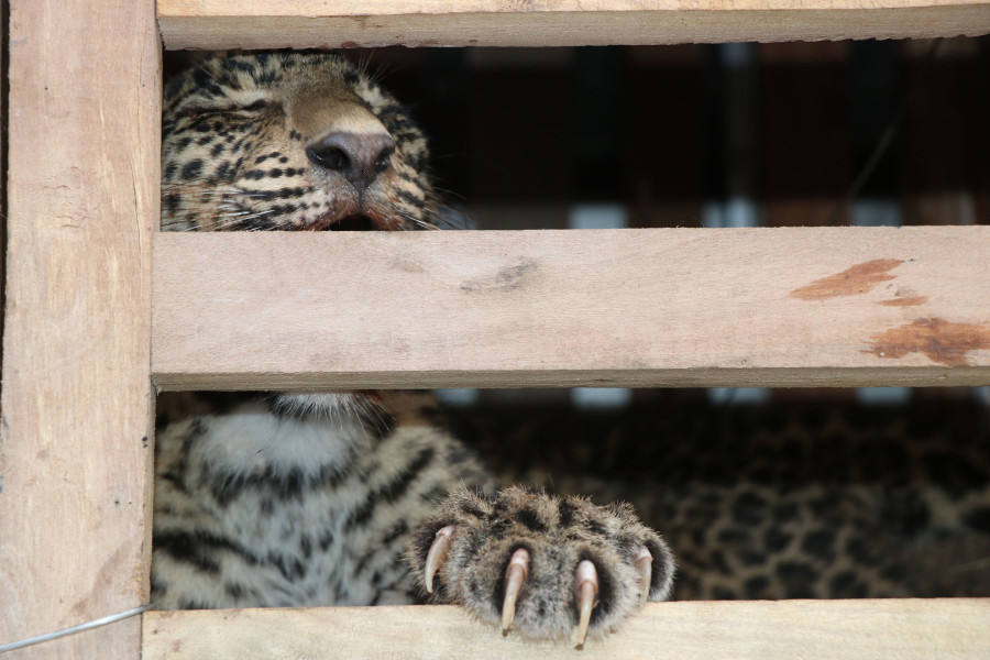 Wildlife rescue in Palpa unsafe due to ill-equipped forest offices