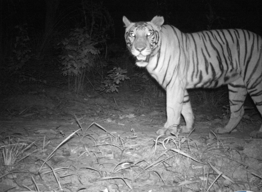 Tiger photographed in Rupandehi, Kapilvastu and Palpa after several years