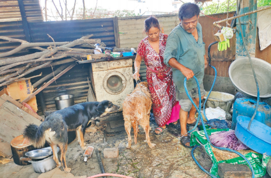 Starving stray dogs face their own lockdown blues